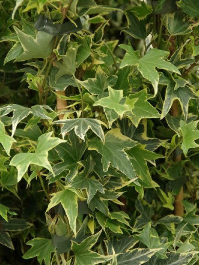 Groene ivyplanten in zwarte potten, met hangende takken en kleurrijke etiketten, geschikt voor binnen- en buitenruimtes. Perfect voor decoratie of als natuurlijke wandbekleding in woon- of tuinruimtes.