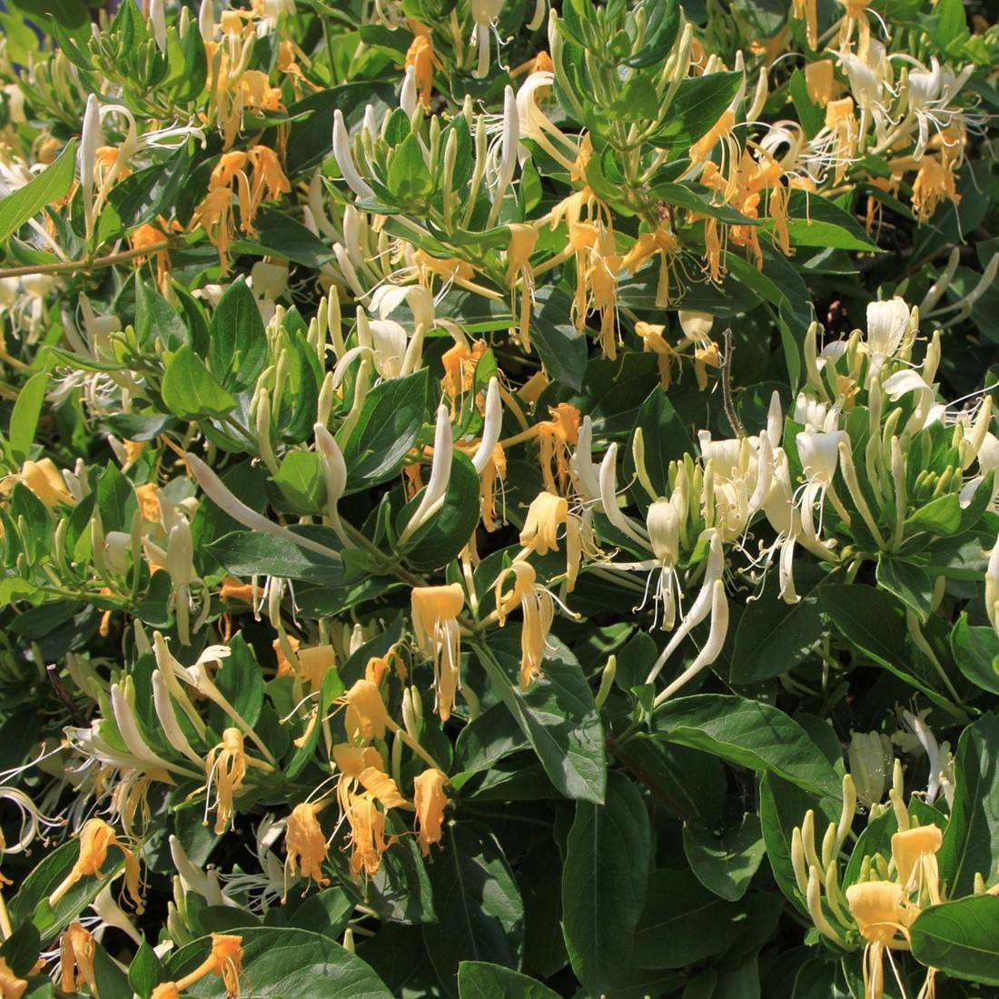 Lonicera Japonica 'Hall's Prolific' - Japanse Kamperfoelie