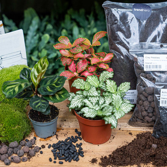 Een complete indoor plantenkit met drie kleurrijke planten, groene mosbollen, bruine papieren zakken, zwarte grond en kweekinstructies voor een binnenlands decor. Ideaal voor beginners en decoratieve plantenverzorging.