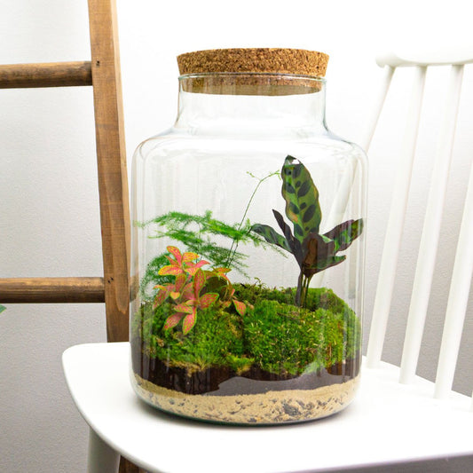 Een glazen terrarium met korkdop, gevuld met groene mos, donkere aarde en diverse planten, inclusief een maranta en netleaf philodendron, perfect voor binnenruimte decoratie en plantenverzorging.