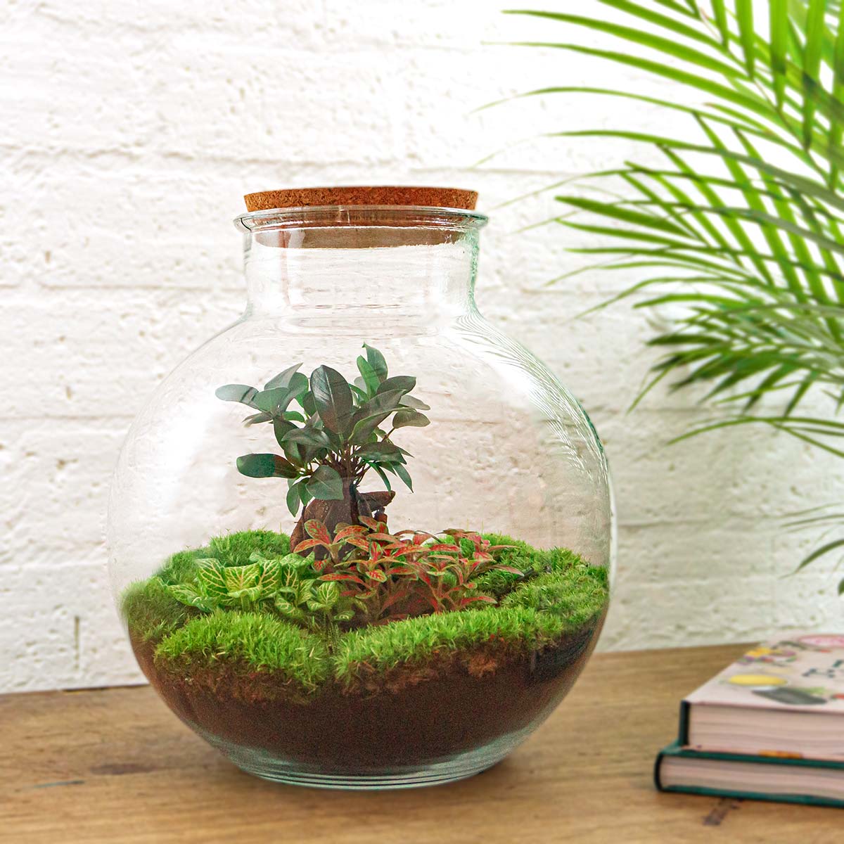 Glas terrarium met korkdop, gevuld met groene mos, rode bladplanten en een kleine boom, voorzien van een ingebouwde LED-verlichting voor binnenruimte decoratie.