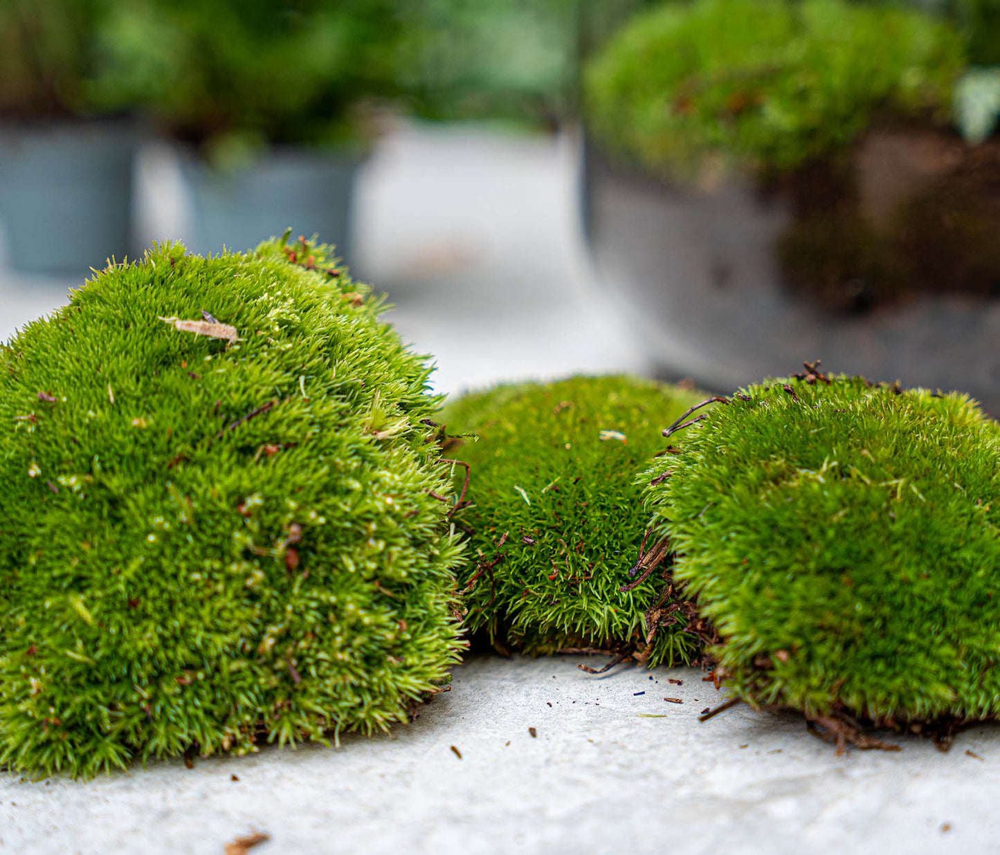 Terrarium Package – Refill & Starter Package – DIY Terrarium Kit – Size L/XL