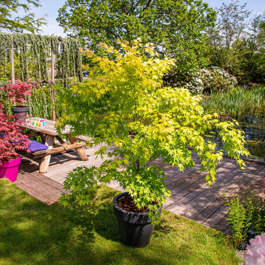 Acer palmatum 'Orange Lace' - Set van 2 - Esdoorn