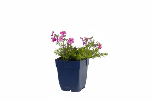 Een levendige paarse bloem met vijf zachte blaadjes en een geel hart, omringd door groene, naaldvormige bladeren. Perfect voor tuinversiering en bloemenliefhebbers die natuurlijke kleuren zoeken.