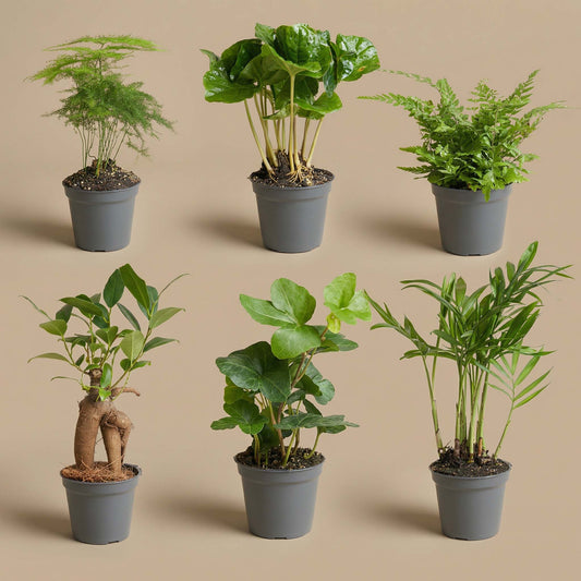 Groene kamerplanten in zwarte potten, inclusief asperge, hartblad, varen en palm. Perfect voor binnenruimte decoratie en luchtverfrissing.