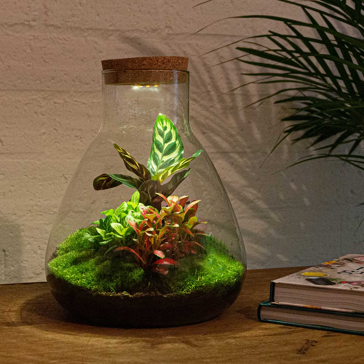 Comnox - Sam Calathea - DIY Terrarium Kit met LED - 30 cm