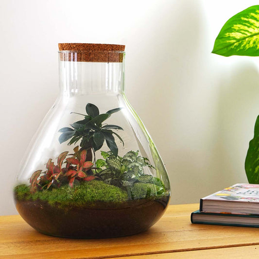 Sam XL Bonsai - Terrarium with light - Bottle garden DIY kit - Ø 30 cm ↑ 32 cm