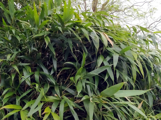 Pseudosasa japonica - Woekerende bamboe