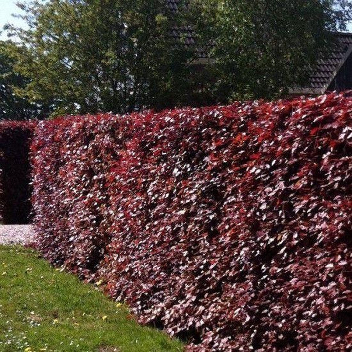 Aanplantpakket Rode Beukenhaag β Fagus sylvatica IN POT met Grond & Professionele Plaatsing