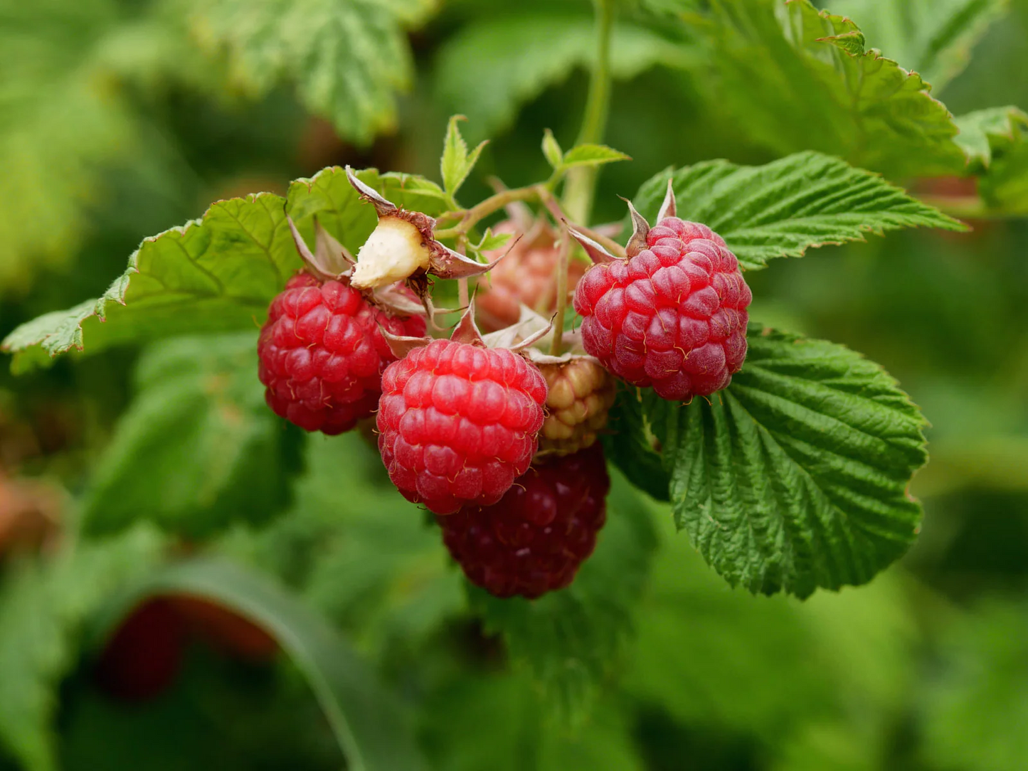 Rubus idaeus - Framboos - Haagelement