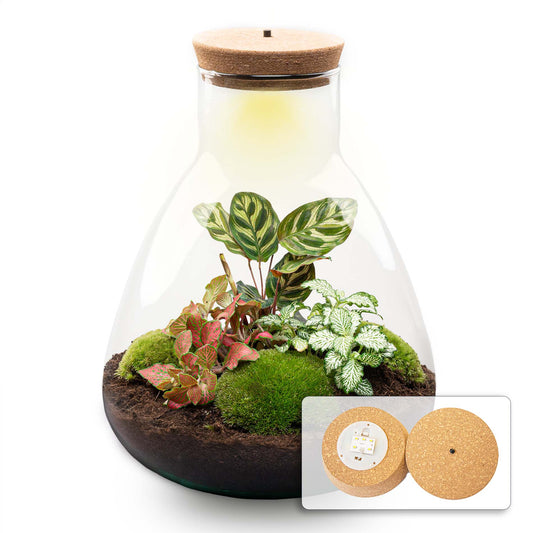 Comnox - Sam Calathea - DIY Terrarium Kit met LED - 30 cm