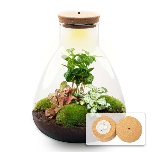 24x Terrarium - Sam Coffea with Light - Sustainable Business Gift - ↑ 30 cm - DIY