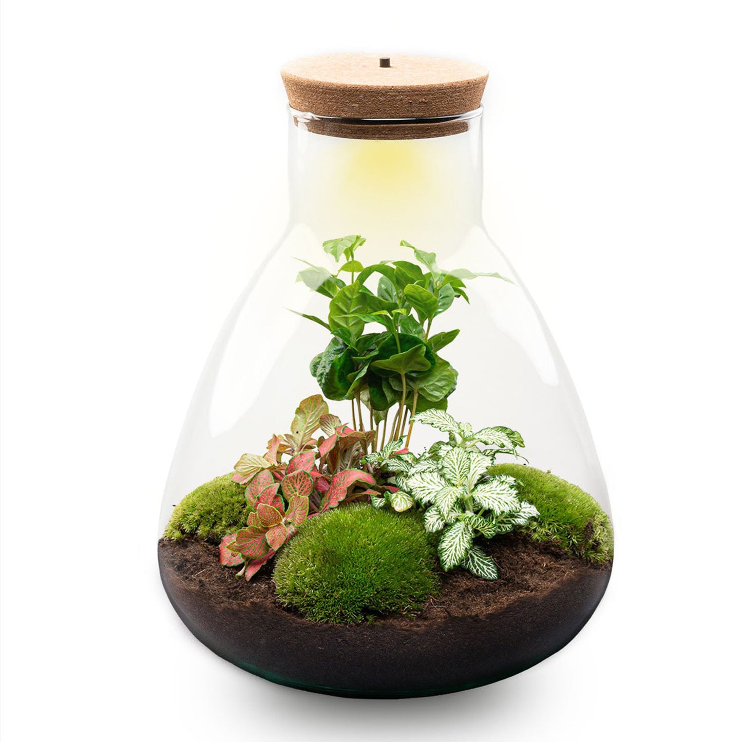 Comnox - Sam Coffea - Zelfbouw Terrarium Kit met LED - 30 cm