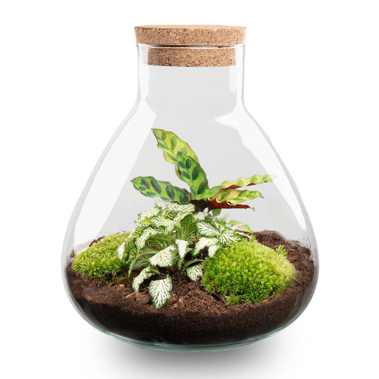 Een glazen terrarium met een kurkstop, gevuld met groene mos, zachte bladeren en donkere grond, perfect voor binnenlandse decoratie en plantenverzorging.