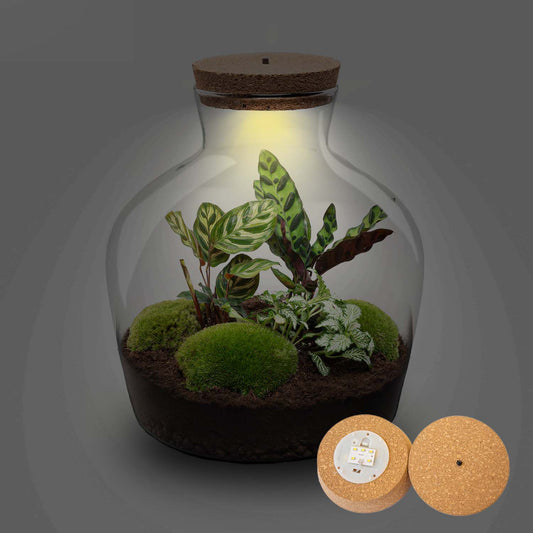 Fat Joe - Terrarium with light - Bottle garden DIY kit - Ø 29 cm ↑ 30 cm