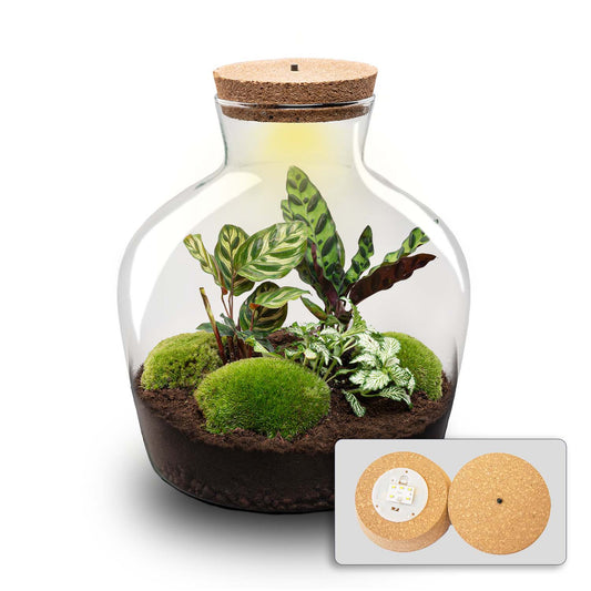 Comnox - Fat Joe - DIY Terrarium Kit met LED-verlichting - Zelfbouw Ecosysteem