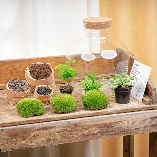 Een glazen terrarium met korkdop, gevuld met groene mossen, fijnzand en diverse bladplanten. De ingebouwde LED verlichting zorgt voor een warme sfeer, perfect voor binnenplanten en decoratieve tuinprojecten.