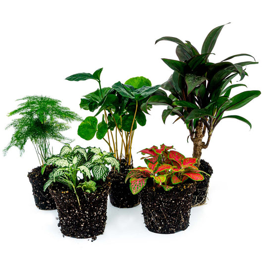 Groene kamerplanten in zwarte potten, inclusief een varens, een witte netbladplant en een rode netbladplant, perfect voor binnenruimte decoratie en luchtverfrissing.