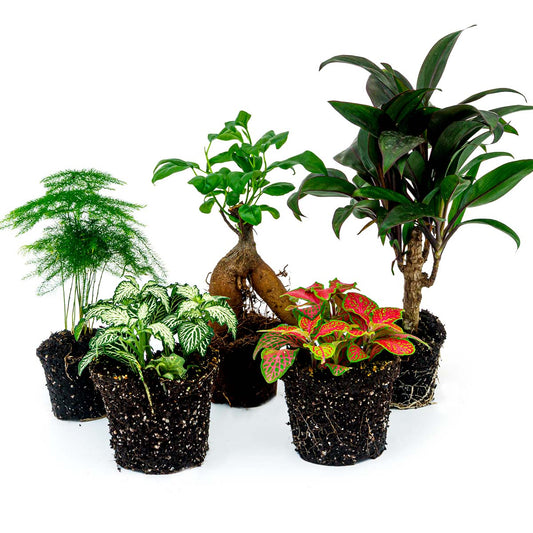 Groene kamerplanten in zwarte potten, inclusief een aspergeplant, een witte vlekplant, een klimplant met rode bladeren en een donkergroene varensplant, perfect voor binnenruimte decoratie.