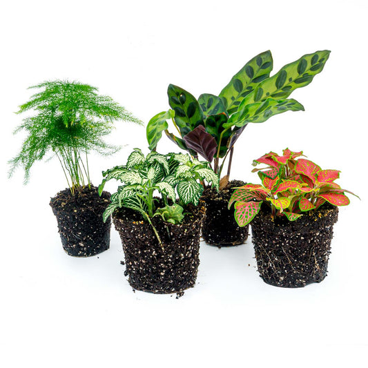 Vier kleurrijke binnenplanten in zwarte potjes, inclusief een aspergeplant, een maranta met donkergroene bladeren, een netbladplant en een klimplant met rood-groene bladeren, perfect voor decoratieve binnenruimtes.