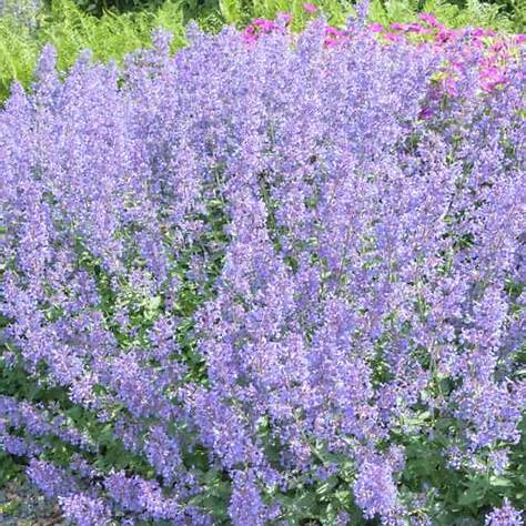 Borderpakket Zomer - 5m2 60 vaste planten in P9 pot