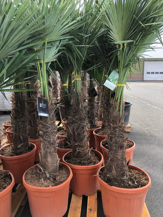 Trachycarpus Fortunei - Chinese Waaierpalm 140-160cm