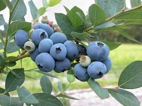 Vaccinium Corymbosum 'Bluecrop' - Blauwe bes