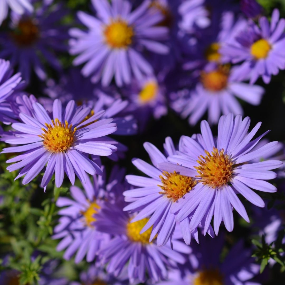 Aster (D) 'Prof. Anton Kippenberg' - Herfstaster