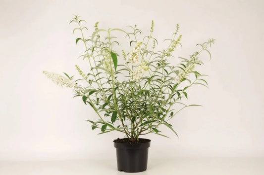 Witte buddleia bloemen met fijne, dichte bloemtrossen en groene bladeren, perfect voor tuinversiering. Ideal voor bloemenliefhebbers die een levendige, bloeiende tuin willen creëren.