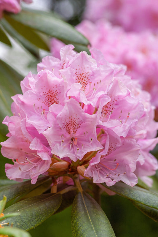 Rhododendron 'Roseum Elegans'