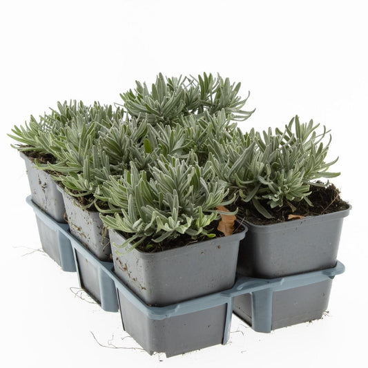 Lavendelbloemen in zachte paarse tinten, met groene stengels en een natuurlijke, zachte achtergrond. Perfect voor aromatherapie en decoratieve doeleinden in een rustige tuin.