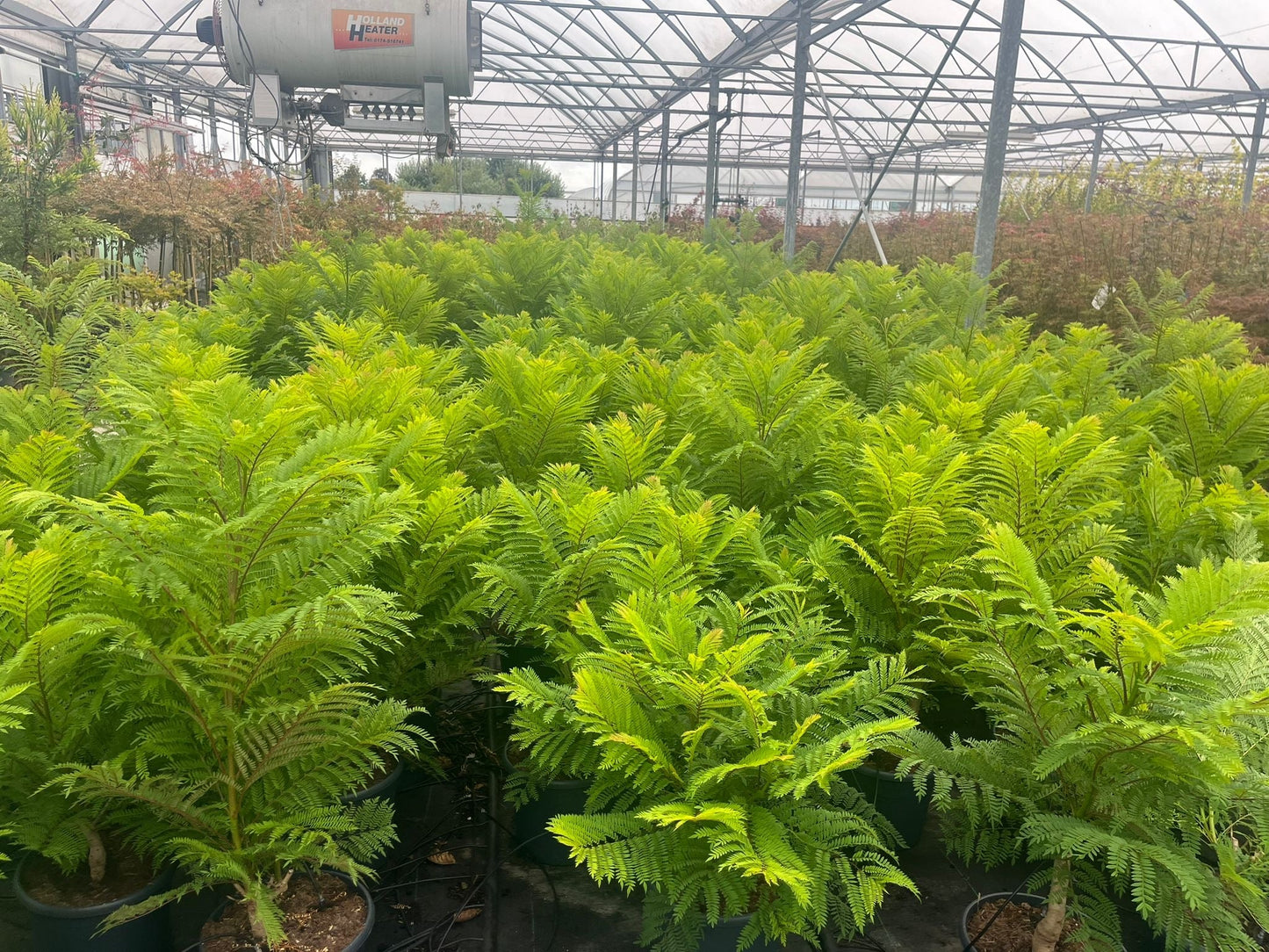 Jacaranda mimosifolia ‘Bonsai Blue’ - Dwerg-Jacaranda