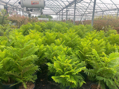 Jacaranda mimosifolia ‘Bonsai Blue’ - Dwerg-Jacaranda