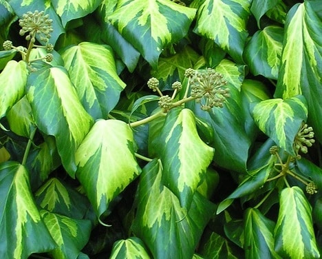 Groene klimplanten in zwarte potten, met bladeren die zich uitstrekken en kleurrijke etiketten. Ideaal voor binnen- en buitenruimtes, perfect voor decoratieve klimmen en wandbekleding.