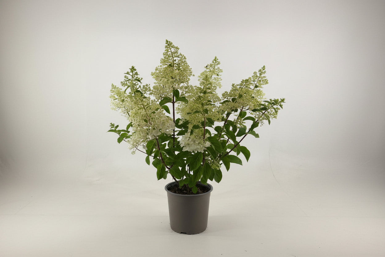 Hydrangea paniculata 'Silver Dollar' - Pluimhortensia