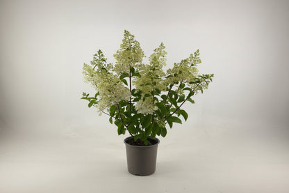 Hydrangea paniculata 'Silver Dollar' - Pluimhortensia