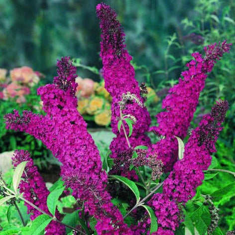 Buddleja davidii 'Royal Red' - Vlinderstruik