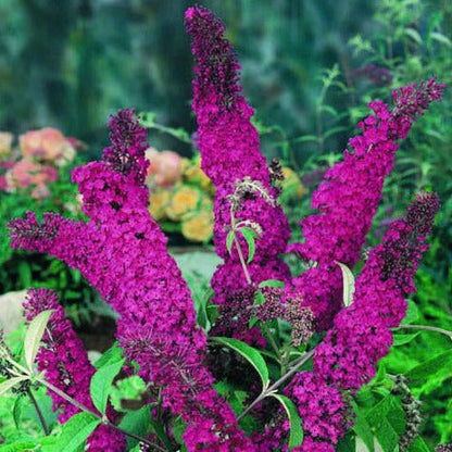 Buddleja davidii 'Royal Red' - Vlinderstruik