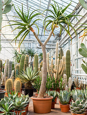 Aloe bainesii (barberae)