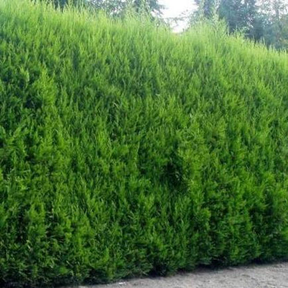 Cupressocyparis leylandii - Conifeer