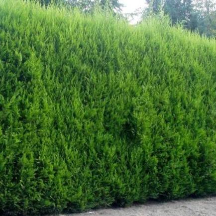 Cupressocyparis leylandii - Conifeer