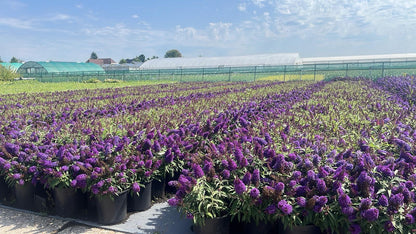 Buddleja Butterfly Candy 'Little Purple' - Paarse Dwergvlinder