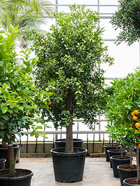 Citrus (Citrofortunella) calamondin