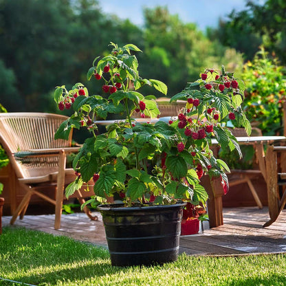 Rubus idaeus 'Malling Promise' - Set van 2 - Framboos