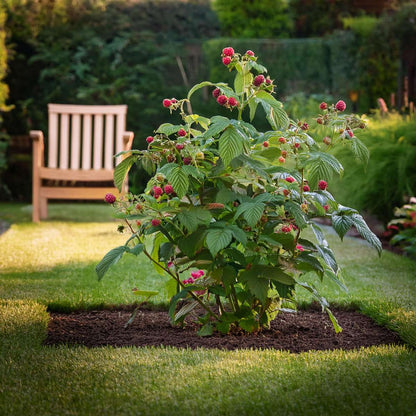 Rubus idaeus 'Malling Promise' - Set van 2 - Framboos