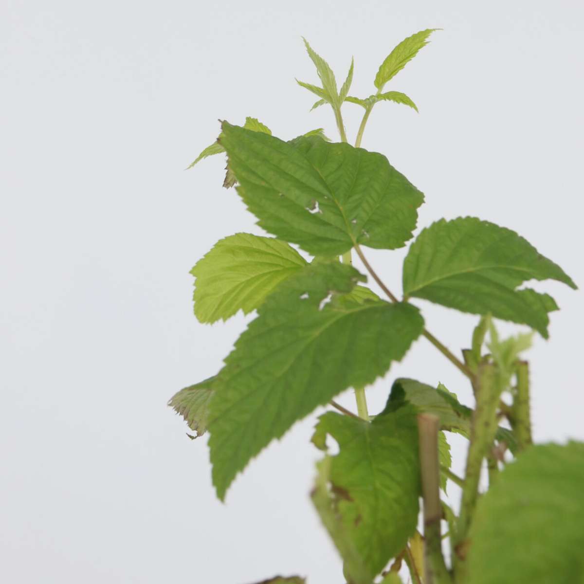 Rubus idaeus 'Malling Promise' - Set van 2 - Framboos