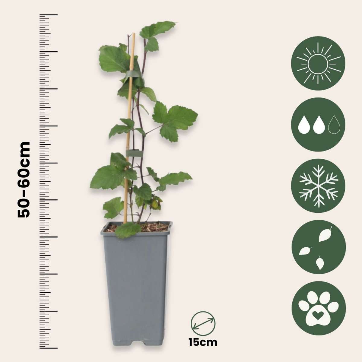Ribes rubrum - Aalbes - Set van 2 - Rode bessen