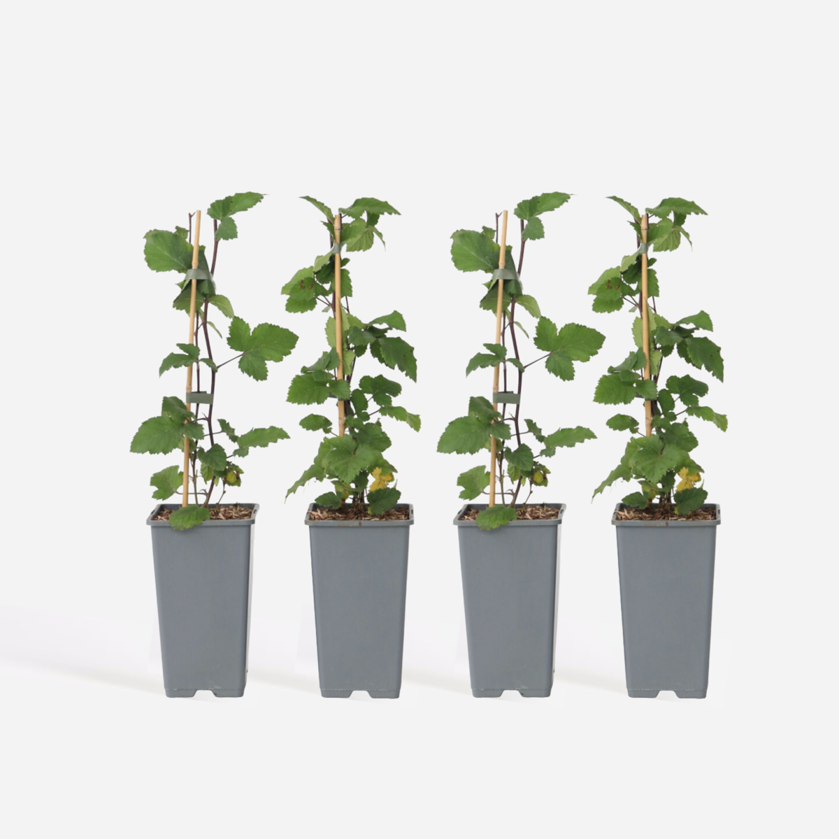 Ribes rubrum - Aalbes - Set van 4 - Rode bessen