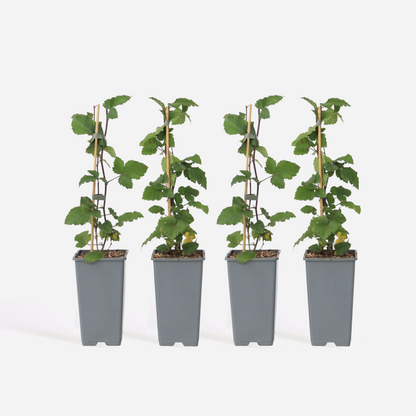 Ribes rubrum - Aalbes - Set van 4 - Rode bessen