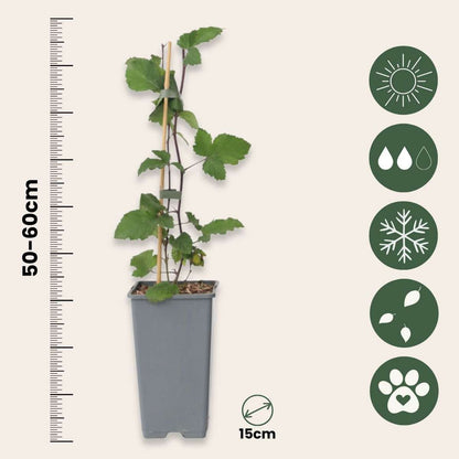 Ribes rubrum - Aalbes - Set van 4 - Rode bessen